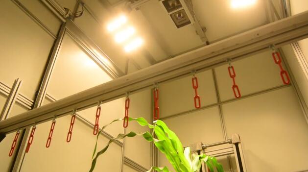 WIWAM conveyor高通量植物表型成像系统